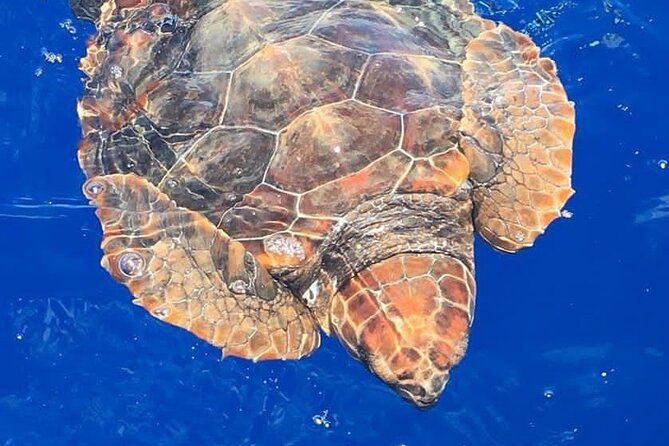 Whale & Dolphin Watching in Madeira - Key highlights you’ll feel on this Madeira boat trip