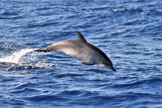 Whale & Dolphin Watching in Madeira - A short Madeira sea trip with a real wildlife mission