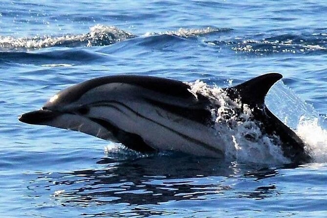 Whale & Dolphin Watching in Madeira - Stop 1: Ponta de São Lourenço from the water