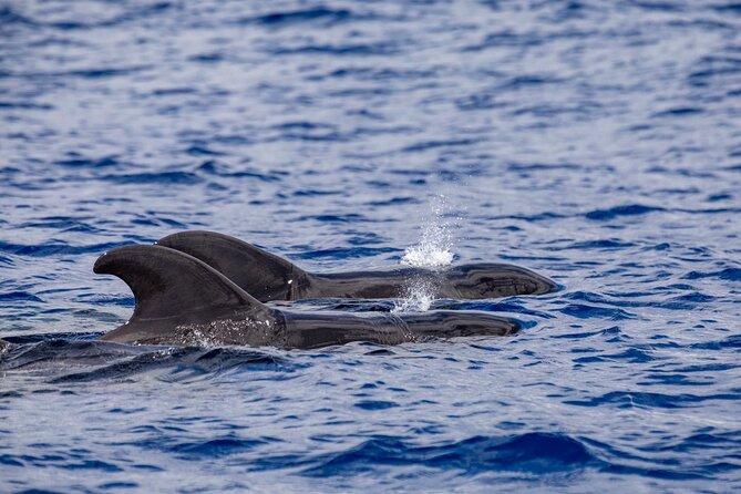 Whale & Dolphin Watching in Madeira - Stop 2: Prainha do Canical and the water time at Cais do Sardinha