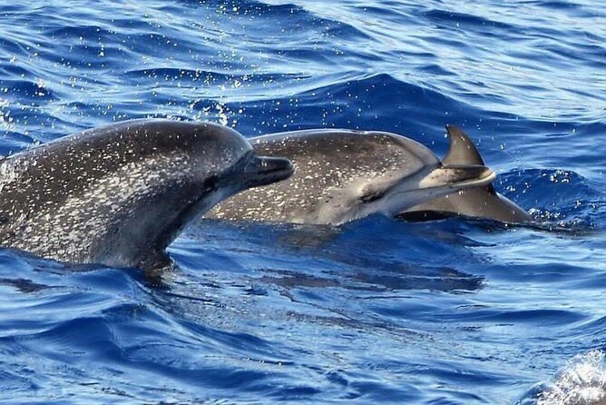 Whale & Dolphin Watching in Madeira - Boat time, guide energy, and what makes the search work