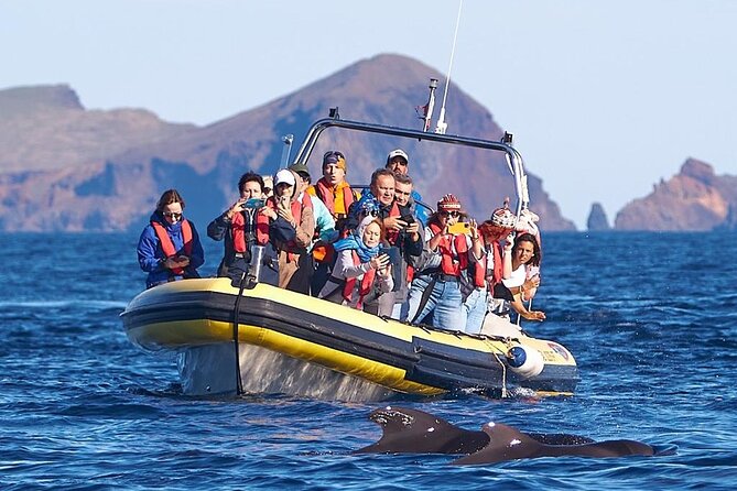 Whale & Dolphin Watching in Madeira - Getting started at Madeira Sea Emotions in Caniçal