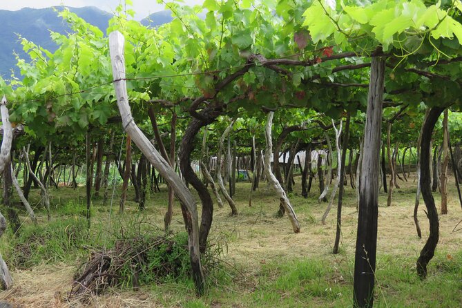 Wine & Cabo Girão Jeep Safari : Unveiling Madeira's Treasures - São Vicente area: fast coastal scenery and volcanic caves nearby