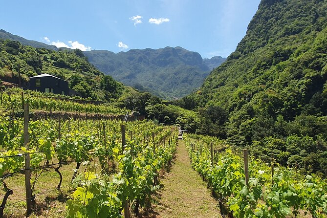 Wine Tasting Experience in Boaventura, Madeira North Coast - Two Wines, One Clear Tasting Focus: Terra Bona and French Oak Style
