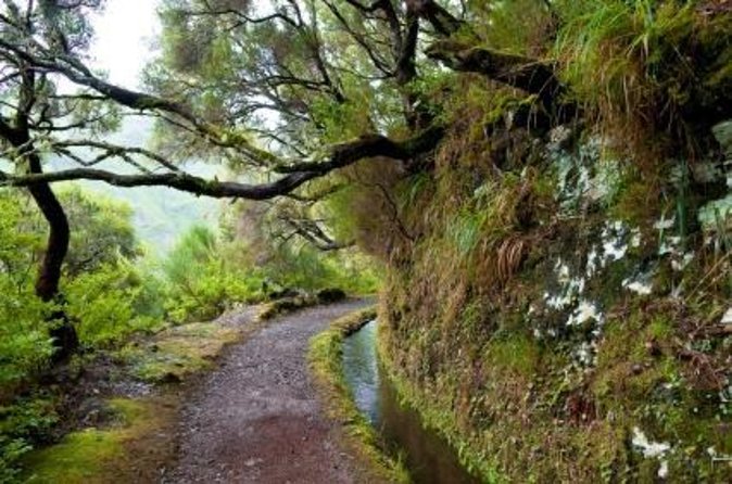 Wine Tasting Experience in Boaventura, Madeira North Coast - Laurissilva to Vineyards to the Boutique Winery Process