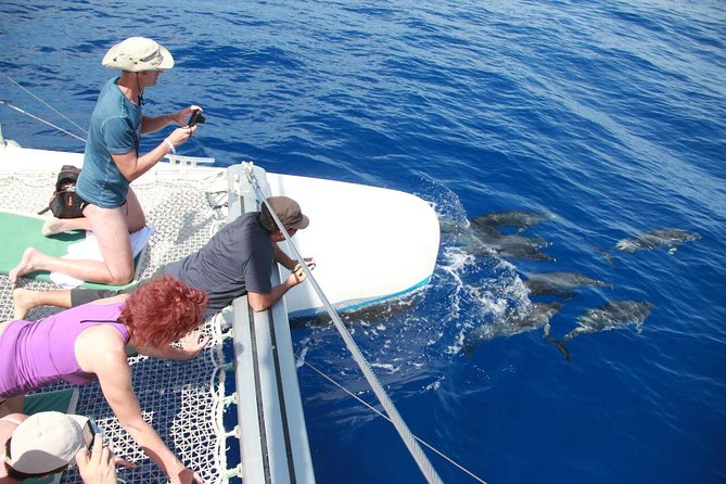 Wines Tasting Experience and Skywalk with Dolphin Watching - Morning Jeep Tour From Funchal: What the Day Feels Like