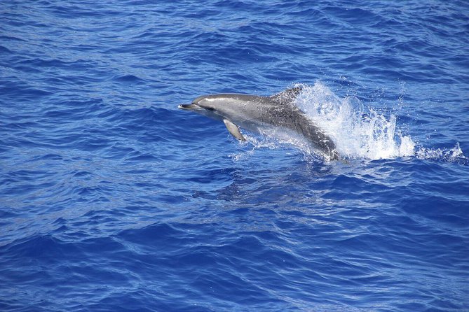 Wines Tasting Experience and Skywalk with Dolphin Watching - Miradouro de São Sebastião: A Fast Lesson in Madeira’s Green Mountains